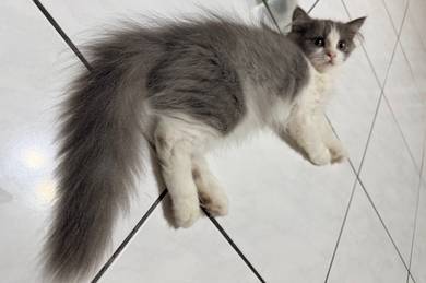 BSH Mix Persian Kitten to Rehome