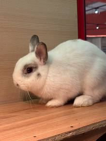 Netherland Dwarf