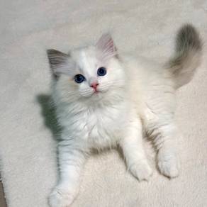 Lovely Ragdoll in Kuching