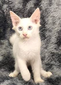 Mainecoon kitten Female
