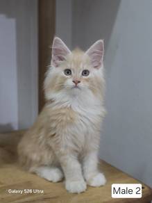 Mainecoon Male 
