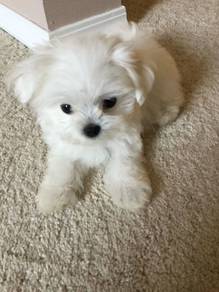 Rumbly Bichon Poochon White Fluffy Cotton Ball Bab