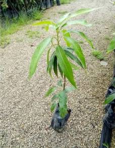 Anak Pokok Mangga/mempelam/pauh Epal Termurah