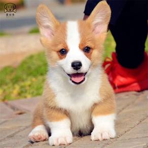 Welsh corgi