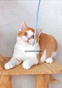 British Shorthair Red