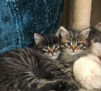 Persian Marble Mainecoon Kitten