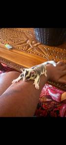 Sugar glider