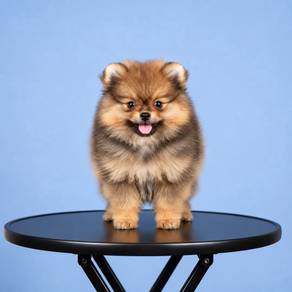 Pomeranian Sable