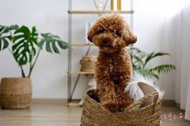 Maltipoo