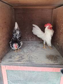 Ayam serama