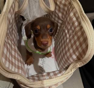 Dachshund