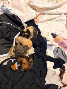 Guinea Pig