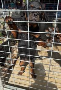 Rottweiler High Quality puppy female