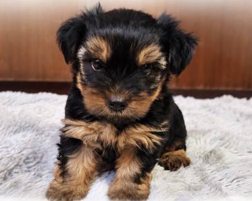 YORKSHIRE TERRIER PUPIES Y45🌻 Adorable Face Girl