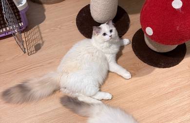 tortie Ragdoll