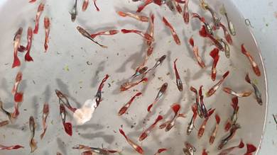 guppy santha
