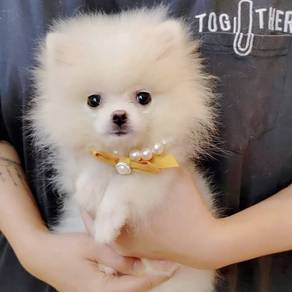 Pomeranian