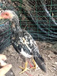 ayam ratu dokmak