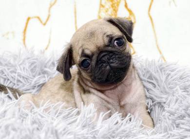 PUG PUPPIES 622 🌻 REHOME Boy~Girl