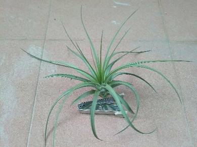 Tillandsia Acostae Maxico