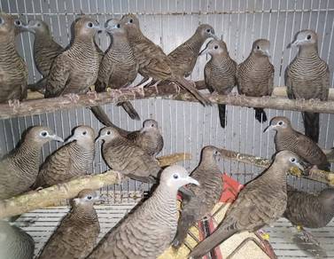 Burung merbok burma suara kampung #ketitirburma