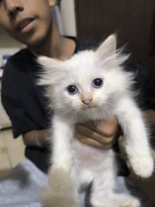 Persian mix