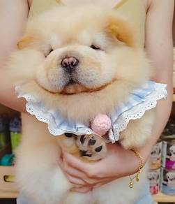Chow Chow