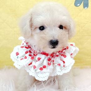 Poodle