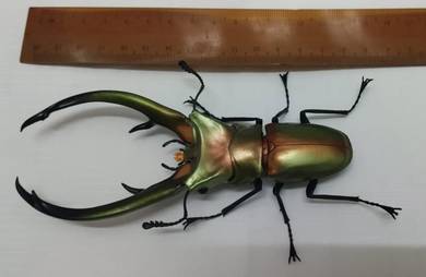 Sumatra Stag Beetle Insect