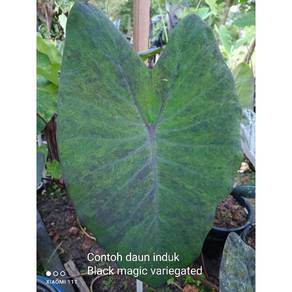 Keladi black magic variegated