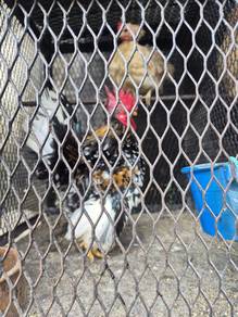 Ayam Serama (Short leg chicken)