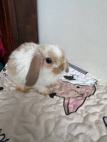 Holland lop Male Rabbit