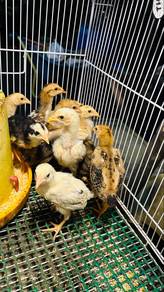 anak ayam kg ori