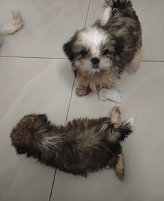 Shih Tzu puppy 