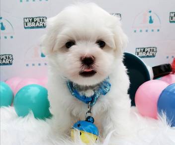 Maltese