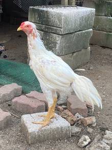 Ayam bangkok klasik putih