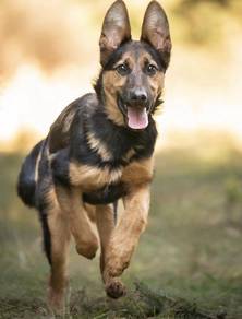 German shepherd