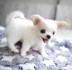 CHIHUAHUA PUPPIES 255 🌷Head Apple Cute Dog
