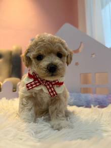 Toy Poodle 玩具贵宾