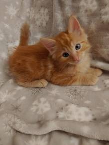 Orange Marble Mainecoon Persian Kitten