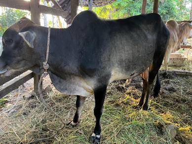Lembu korban