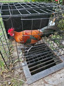 Ayam Hutan Laman Sepasang