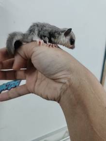 sugar glider jinak white face male
