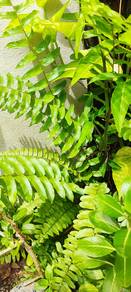 Macho Fern