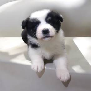 Border collie puppy mka certificate