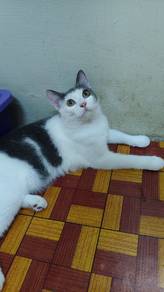 Mix breed Cat