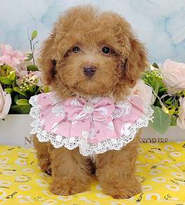 Poodle