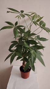 Money tree