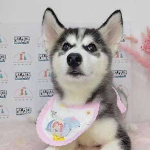 Wooly Husky