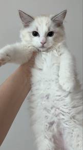 male lynx ragdoll rehome